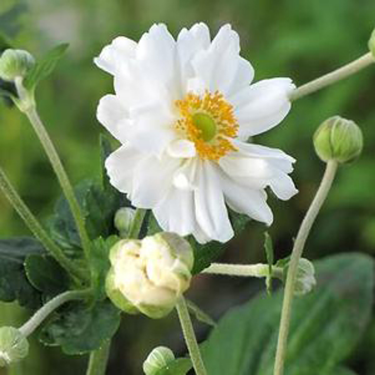 Anemone x hybrida 'Whirlwind' - Horsford Gardens and Nursery