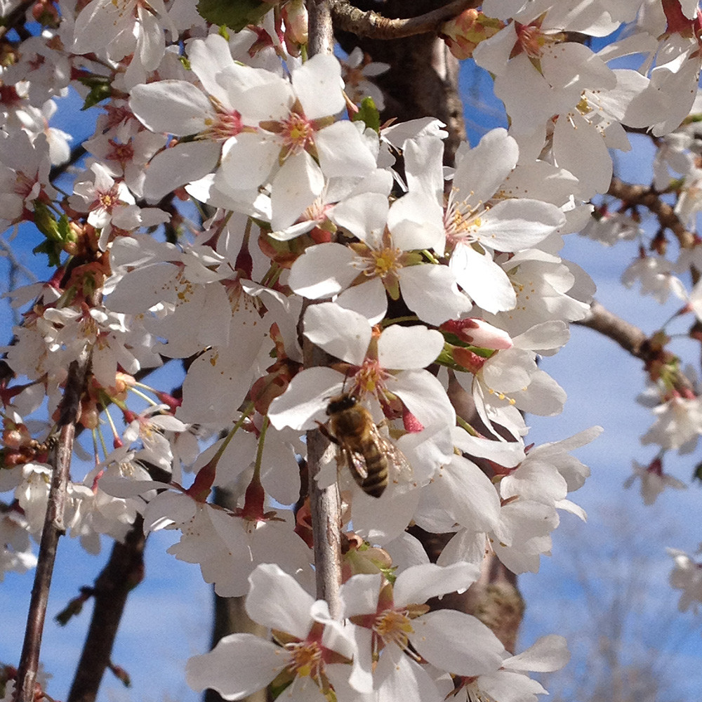 Prunus Snow Fountain