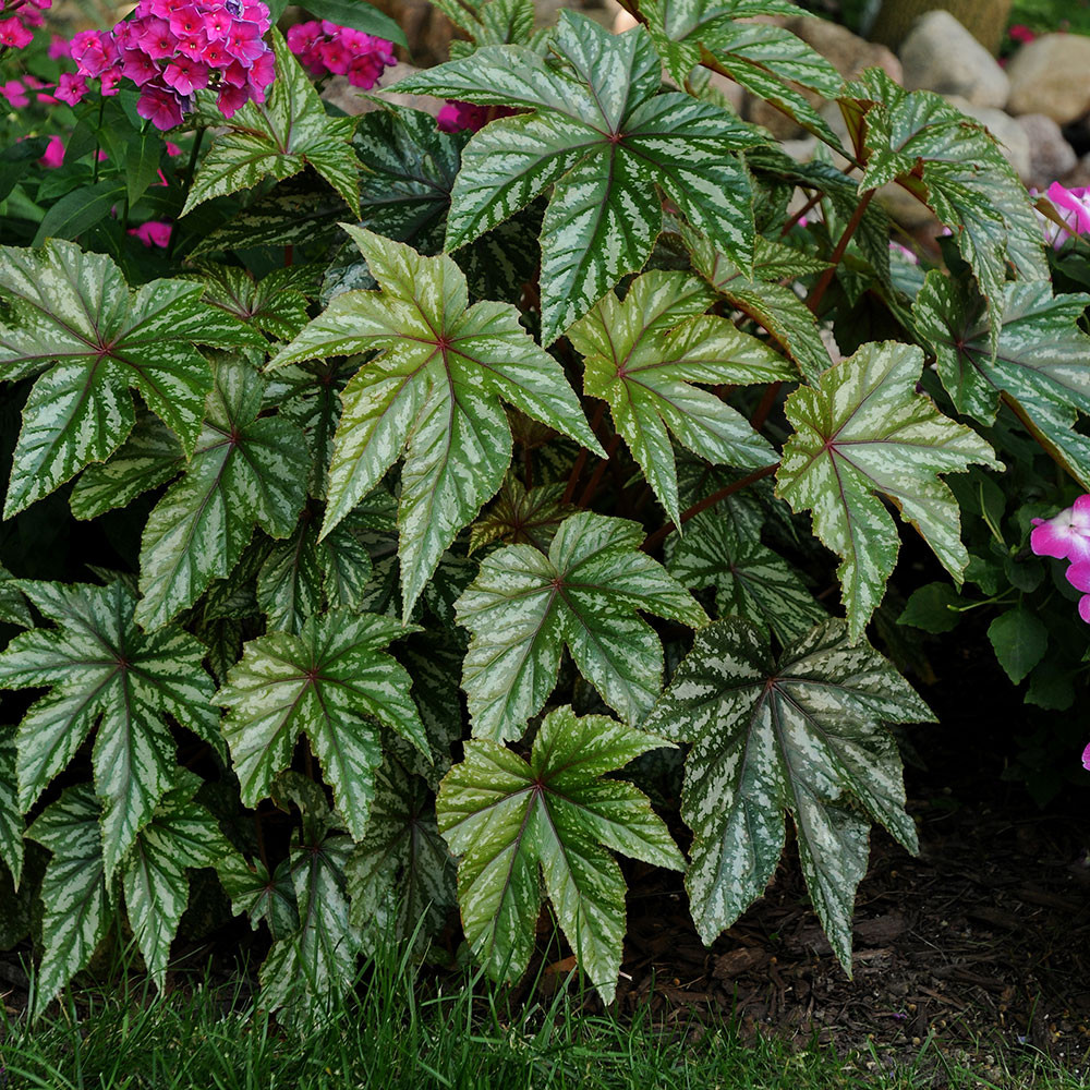 Begonia x hybrida 'Gryphon' Horsford Gardens and Nursery