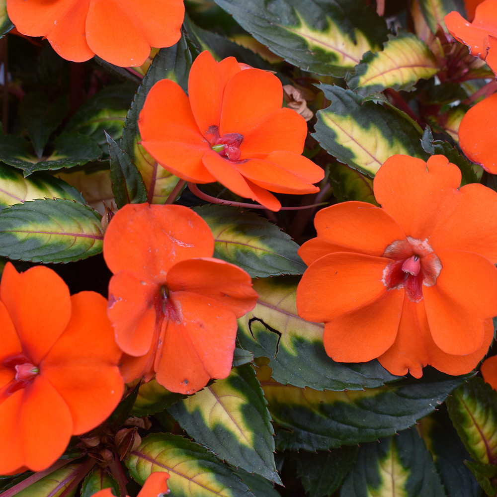 New Guinea Impatiens 'Sunpatiens Tropical Orange' Horsford Gardens