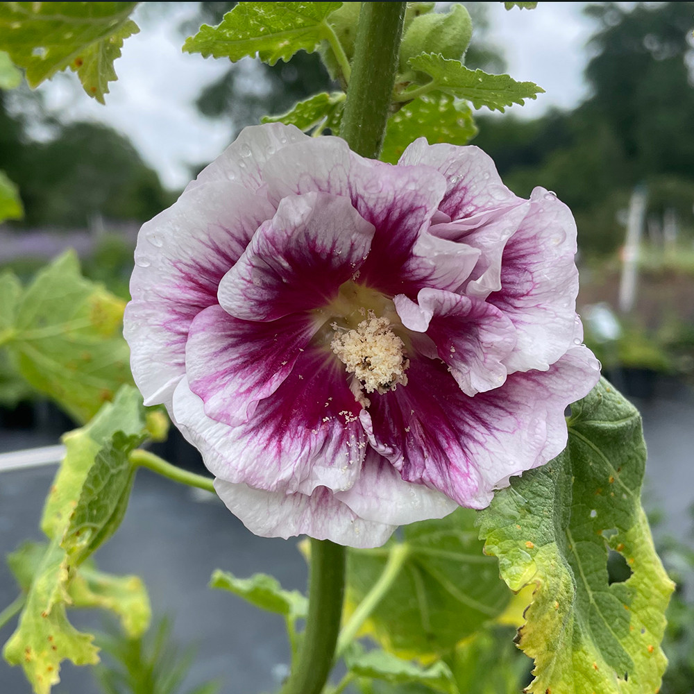 Alcea rosea 'Creme de Cassis' - Horsford Gardens and Nursery