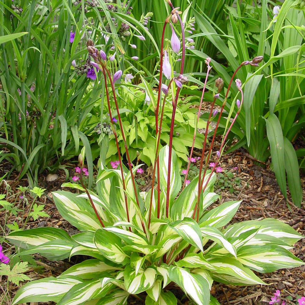Hosta 'Cherry Berry'