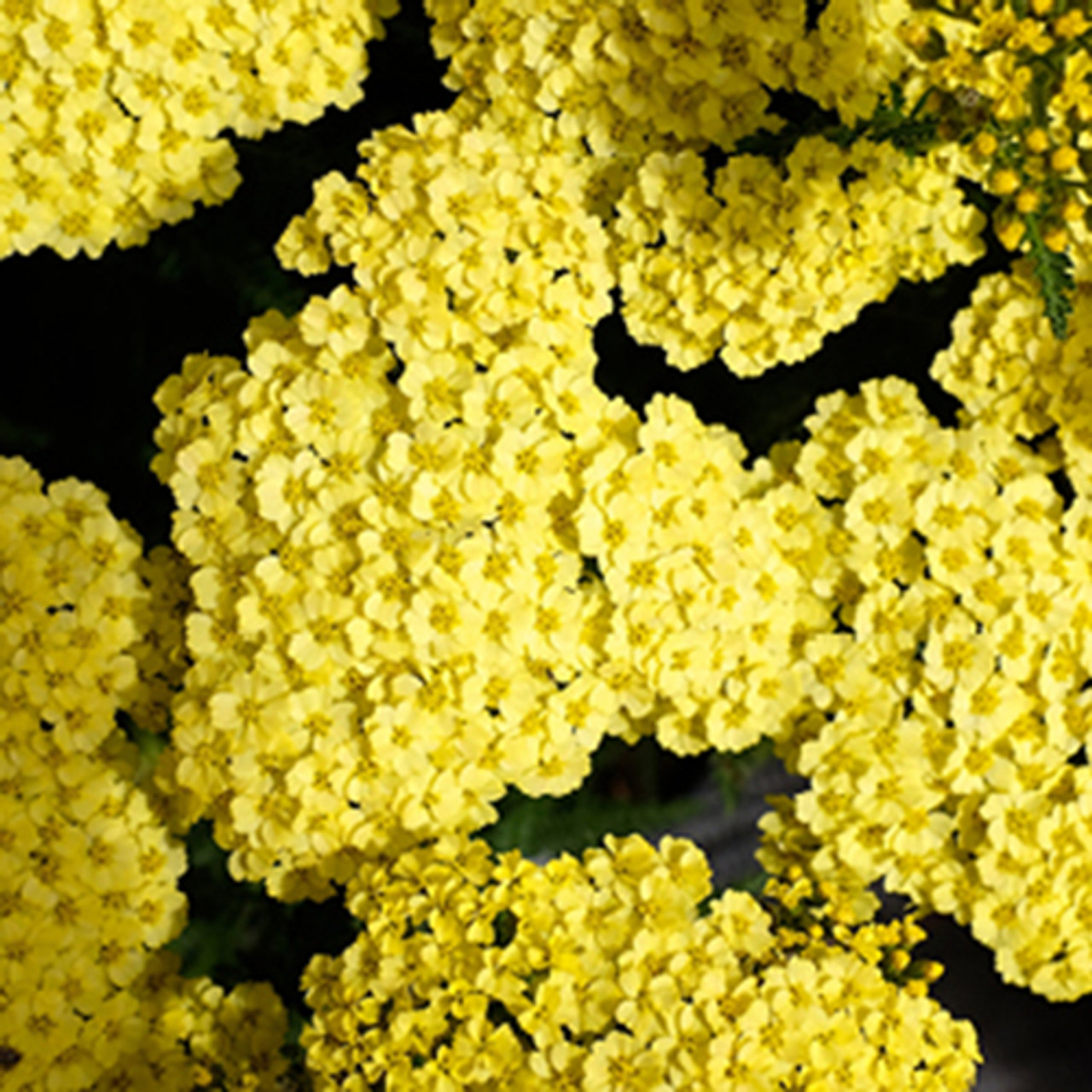 Achillea M Little Moonshine Horsford Gardens And Nursery