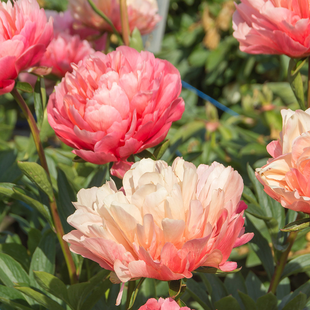 Paeonia 'Lorelei' Horsford Gardens and Nursery