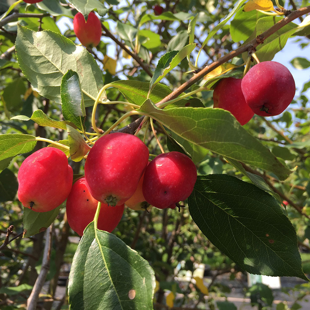 アップルトゥアップル Malus 'Dolgo' - Horsford Gardens and Nursery