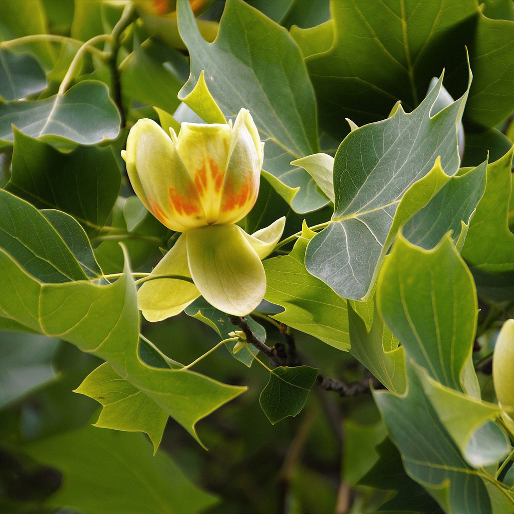 Liriodendron tulipifera 'Emerald City' Horsford Gardens and Nursery
