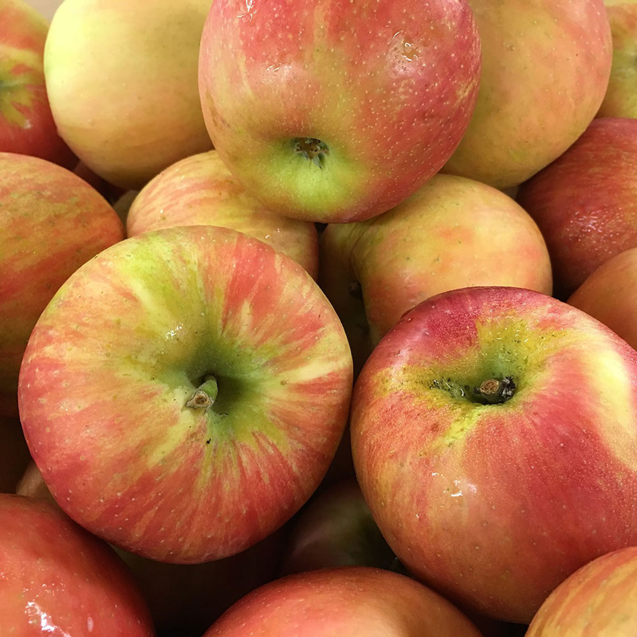 Sweet + Crunchy = Honeycrisp Apples - Wolff's Apple House