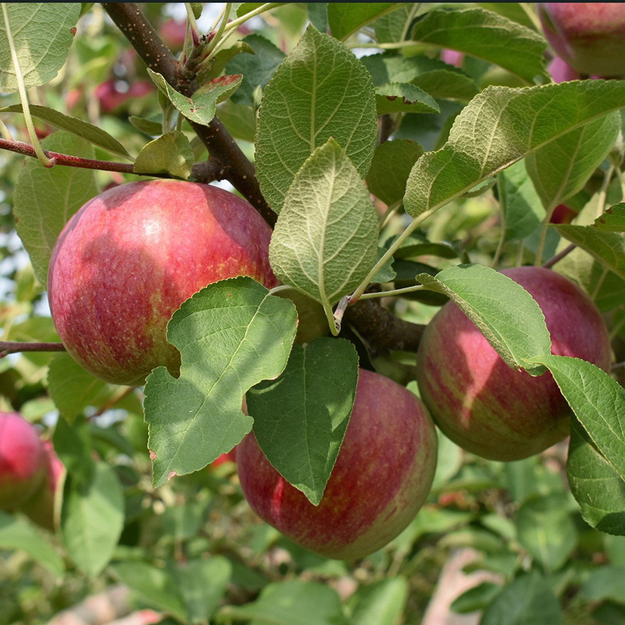 Malus domestica 'Red Delicious' (Red Delicious Apple)