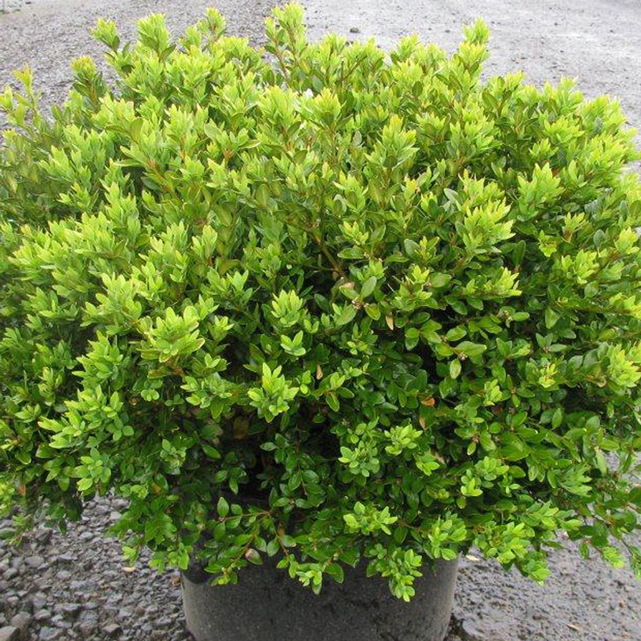 reactie regen praktijk Buxus x microphylla 'Green Velvet' - Horsford Gardens and Nursery