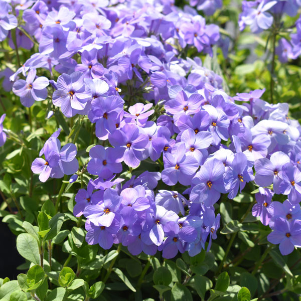 アクセサリー Phlox Japan Phlox stolonifera 'Blue Ridge' - Horsford Gardens and Nursery