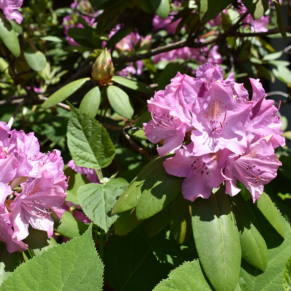 Rhododendron maximum 'Roseum' Horsford Gardens and Nursery
