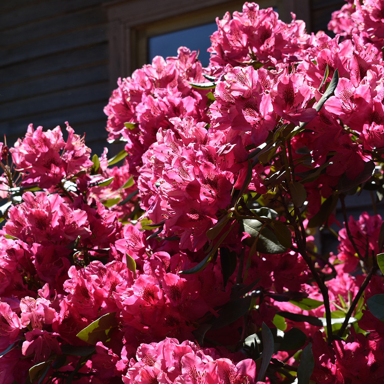 Op te slaan St hout Rhododendron 'Nova Zembla' - Horsford Gardens and Nursery