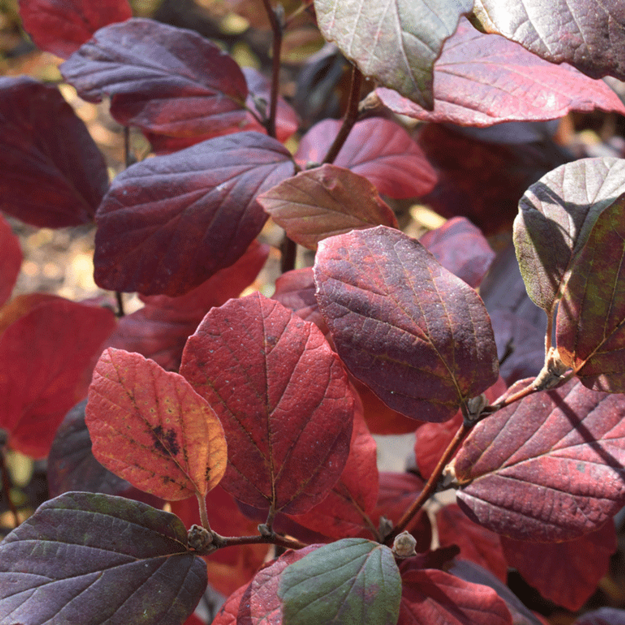 Fothergilla x intermedia Legends of the Fall - Behmerwald Nursery