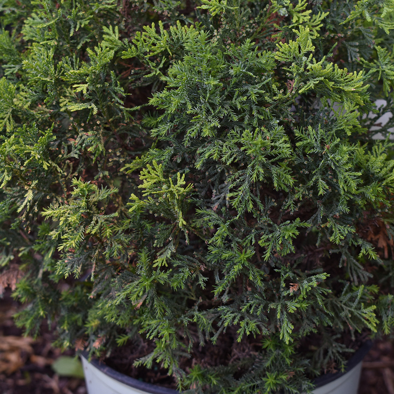 and mynte om Chamaecyparis thyoides 'Top Point' - Horsford Gardens and Nursery