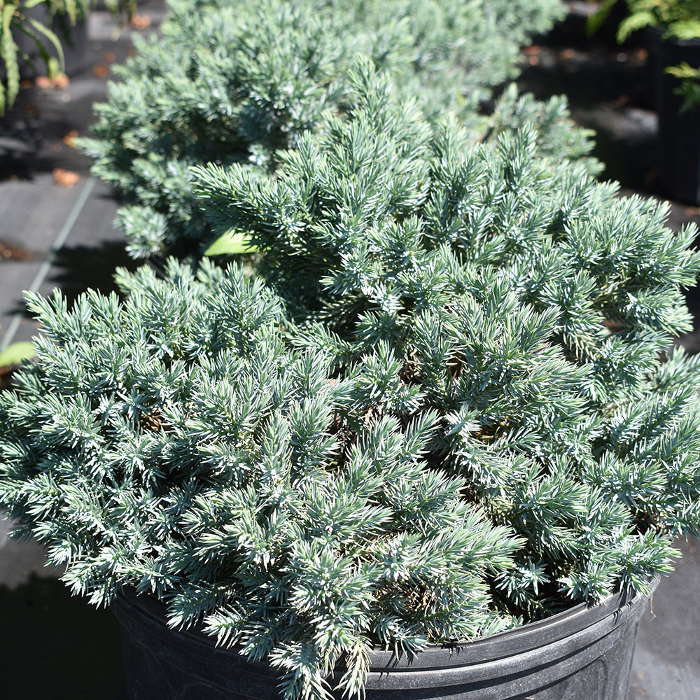 Juniperus Squamata Blue Star Horsford Gardens And Nursery Juniperus Squamata Blue Star Horsford Gardens And Nursery
