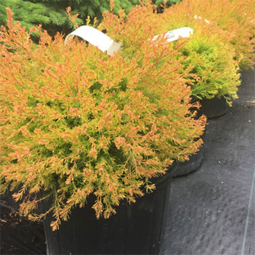 Thuja occidentalis 'Fire Chief'