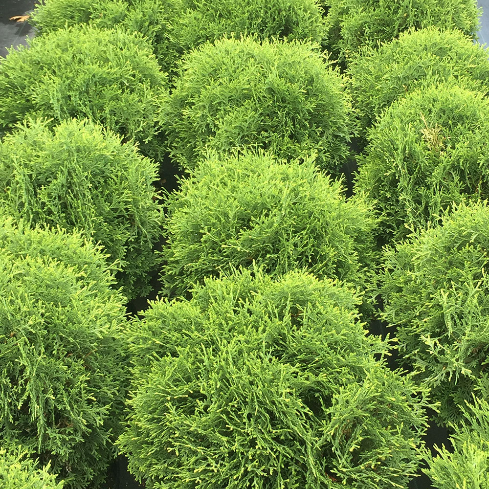 グリーンフィールド　74MHH Thuja occidentalis 'Hetz Midget' - Horsford Gardens and Nursery