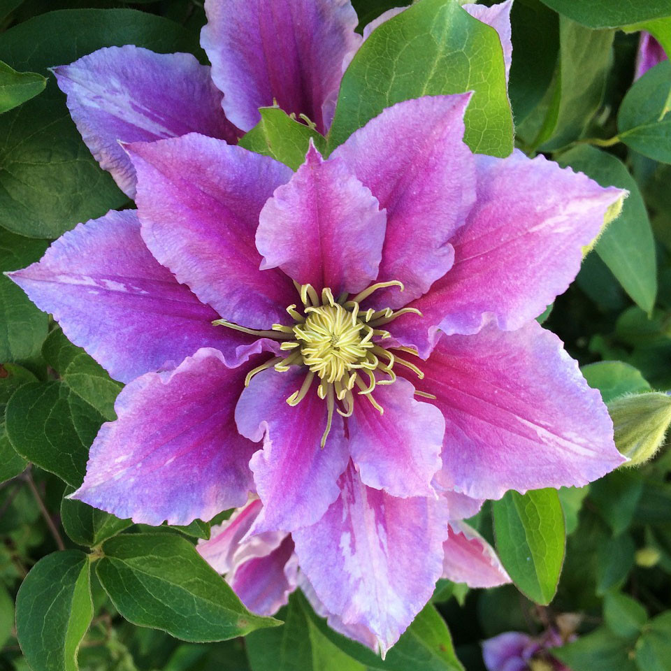 Clematis 'Piilu' Horsford Gardens and Nursery
