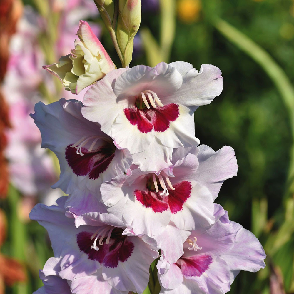 Gladiolus 'Wine and Roses' Horsford Gardens and Nursery