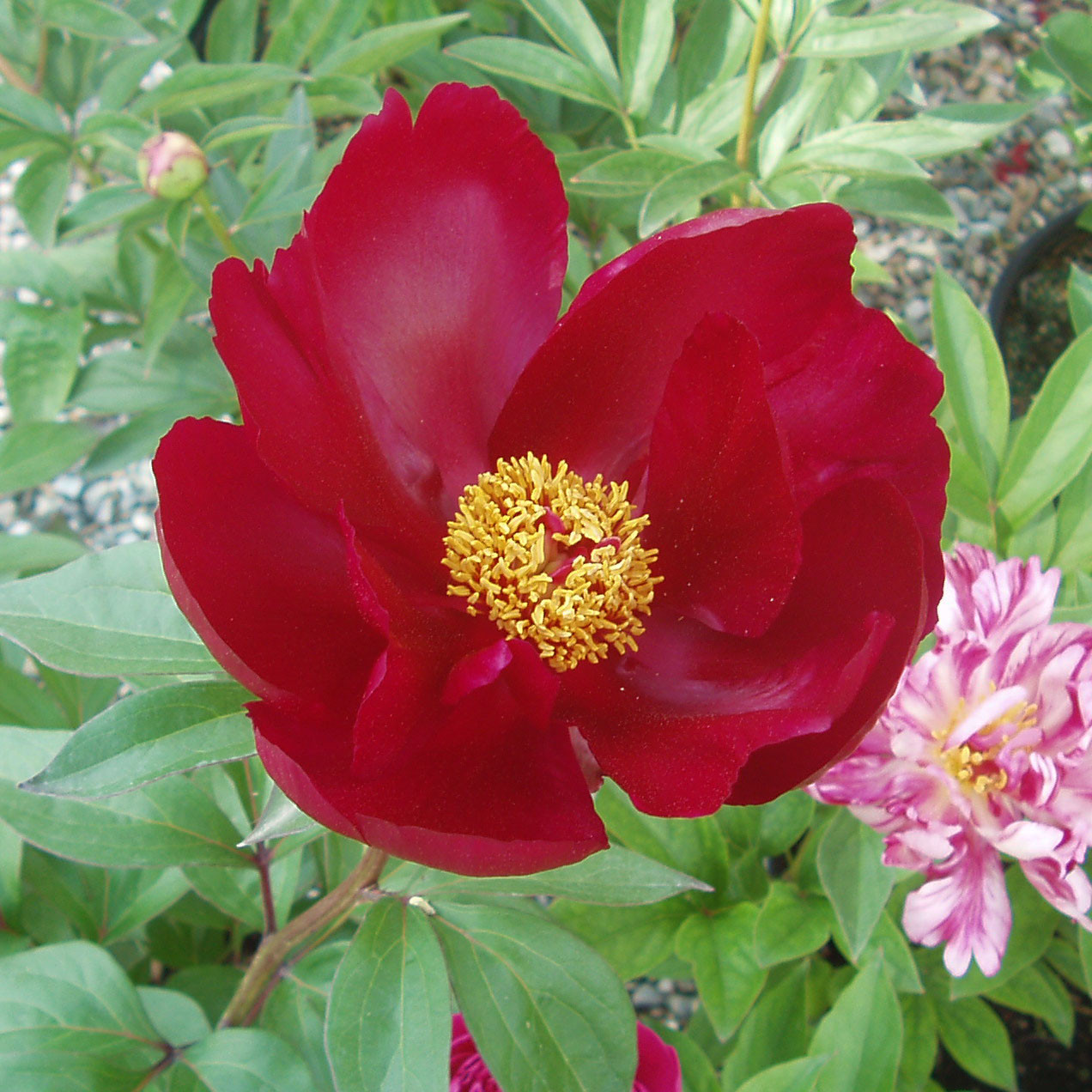 Paeonia 'Blaze'