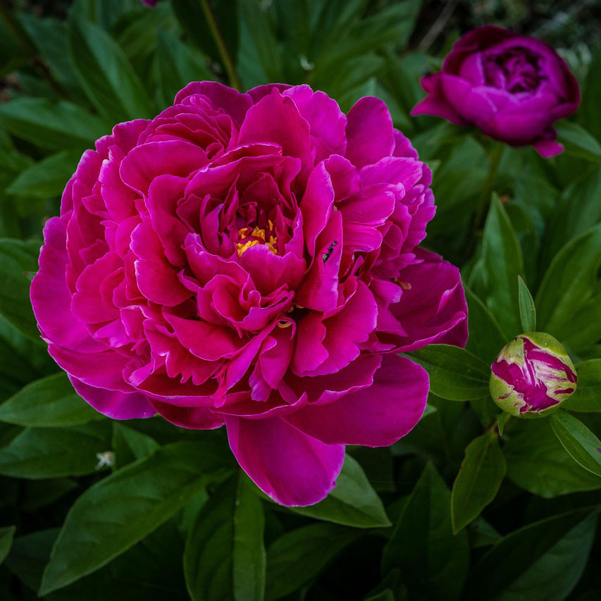Paeonia 'Bunker Hill' - Horsford Gardens and Nursery