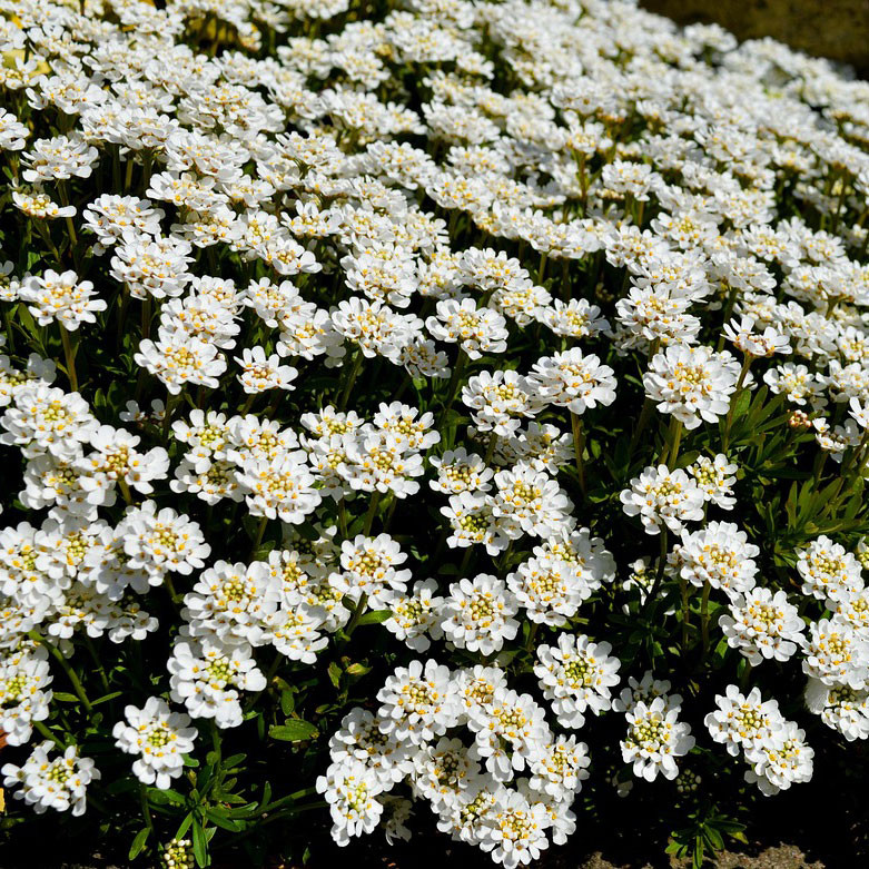 Iberis 'Snowsurfer Forte' - Horsford Gardens and Nursery