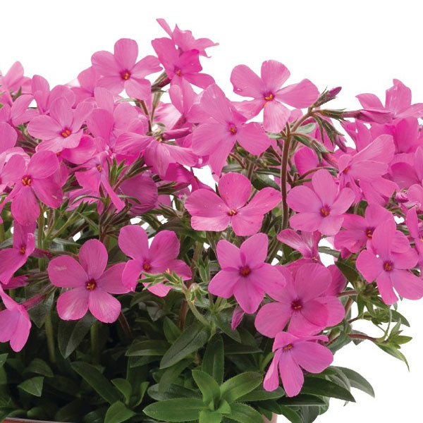 Phlox hybrida 'Woodlander Pink' - Horsford Gardens and Nursery