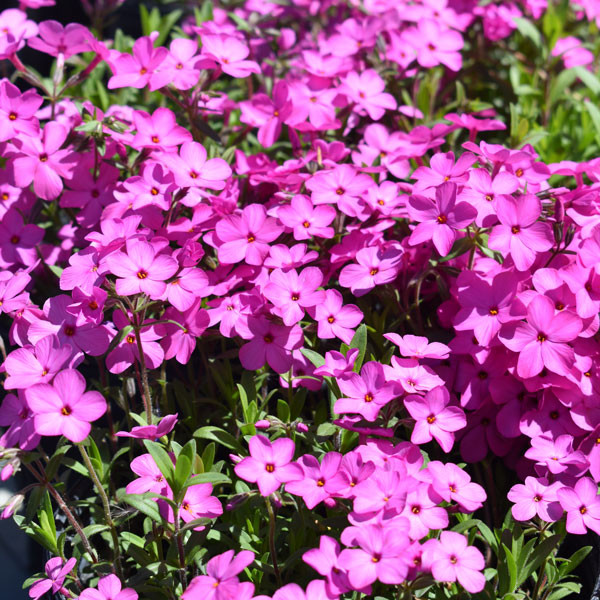 Phlox hybrida 'Woodlander Pink' - Horsford Gardens and Nursery