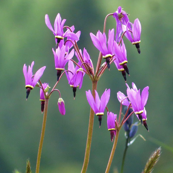 DODコット2台flower Dodecatheon meadia - Horsford Gardens and Nursery
