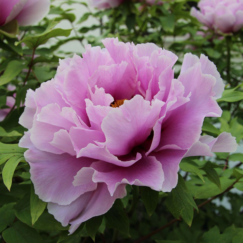 Paeonia x suffruticosa 'Lin Bao Shi' (Blue Sapphire) - Horsford