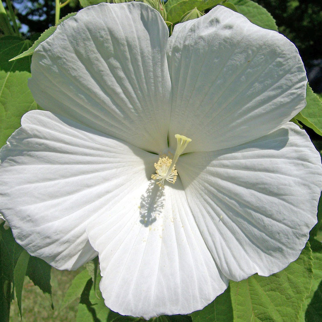 Hibiscus syriacus 'Diana' - Horsford Gardens and Nursery