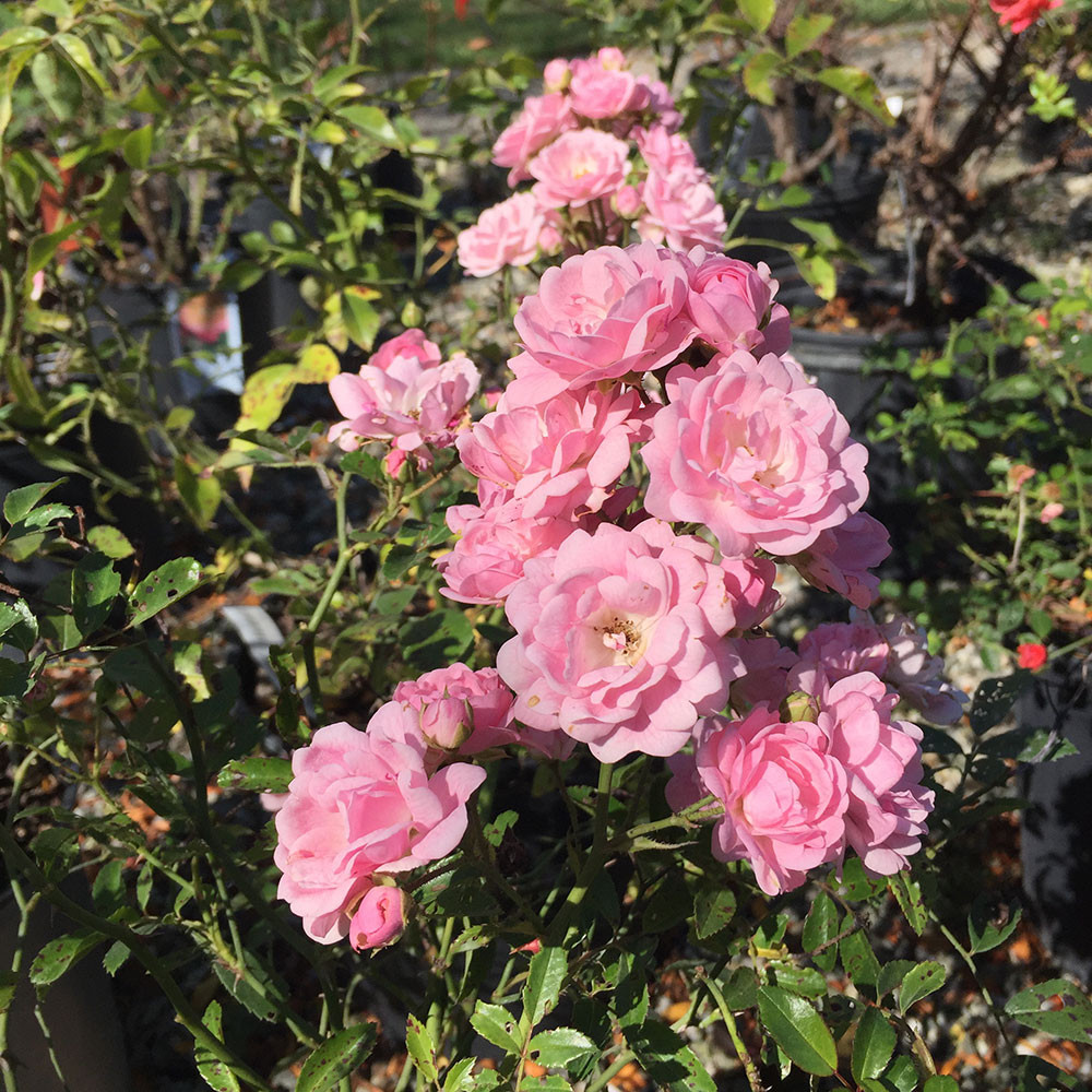 Rosa 'The Fairy' - Horsford Gardens and Nursery
