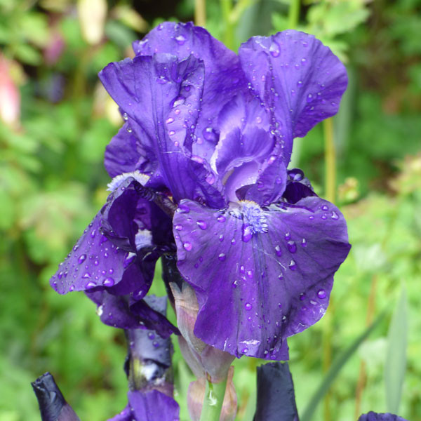 Iris germanica 'Halston' - Horsford Gardens and Nursery