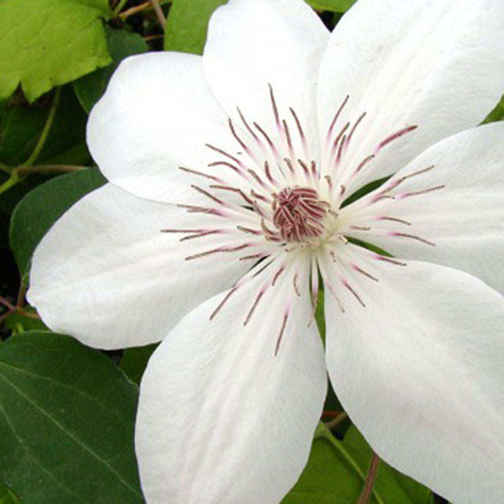 Clematis 'Henryi' - Horsford Gardens and Nursery