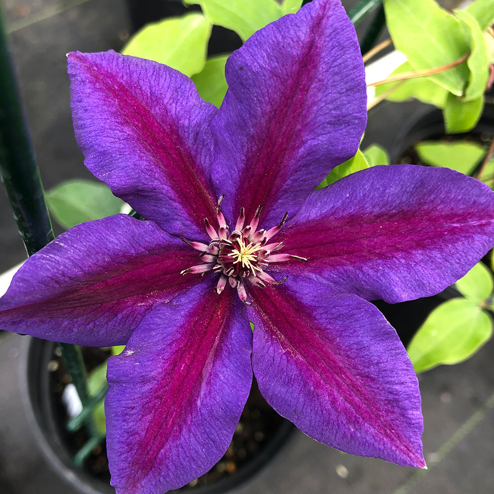 Clematis 'Mrs. N. Thompson' - Horsford Gardens and Nursery