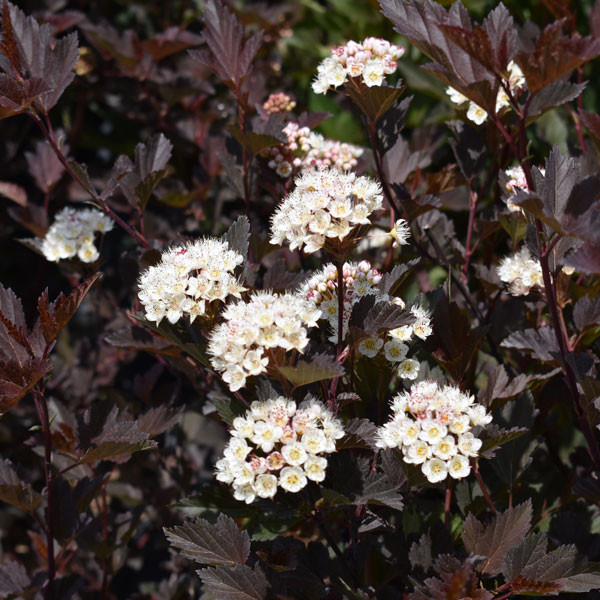 Physocarpus opulifolius 'Summer Wine' (Treeform)