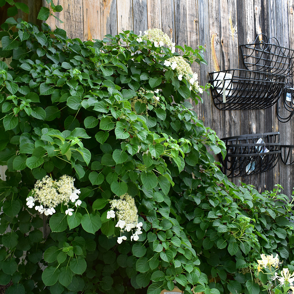 Hydrangea petiolaris - Horsford Gardens and Nursery