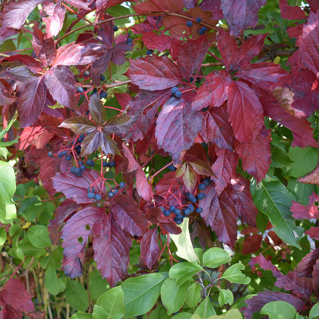 parthenocissus quinquefolia