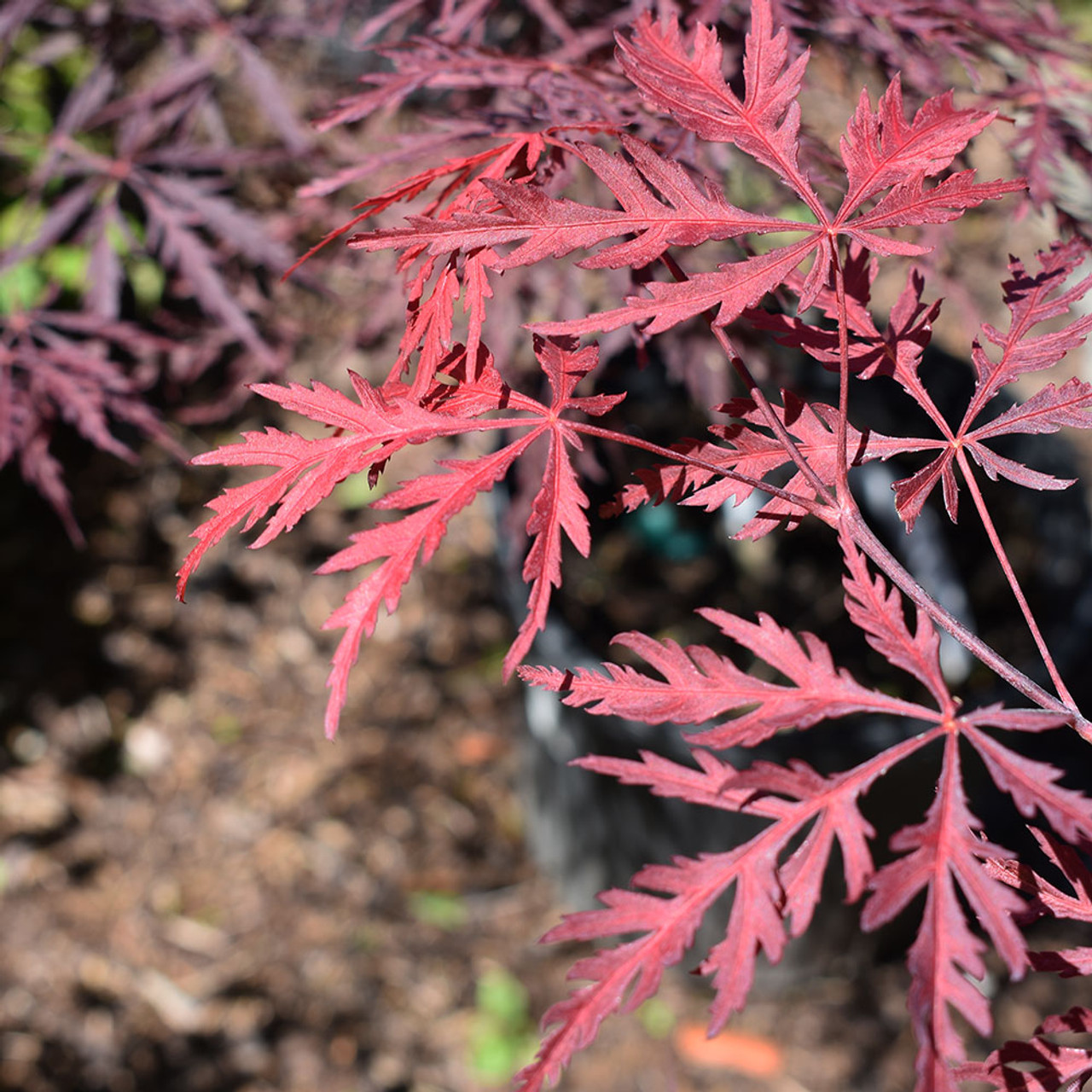 Hundimiento Desbordamiento valores Acer palmatum dissectum 'Tamukeyama' - Horsford Gardens and Nursery