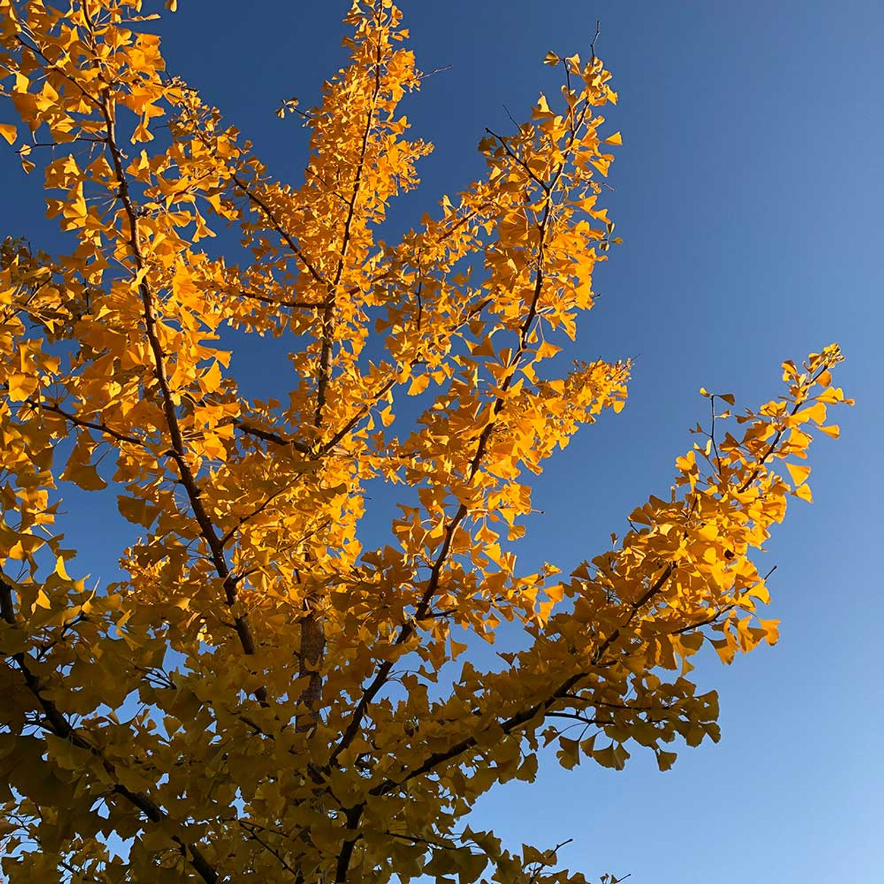 ginkgo biloba tree