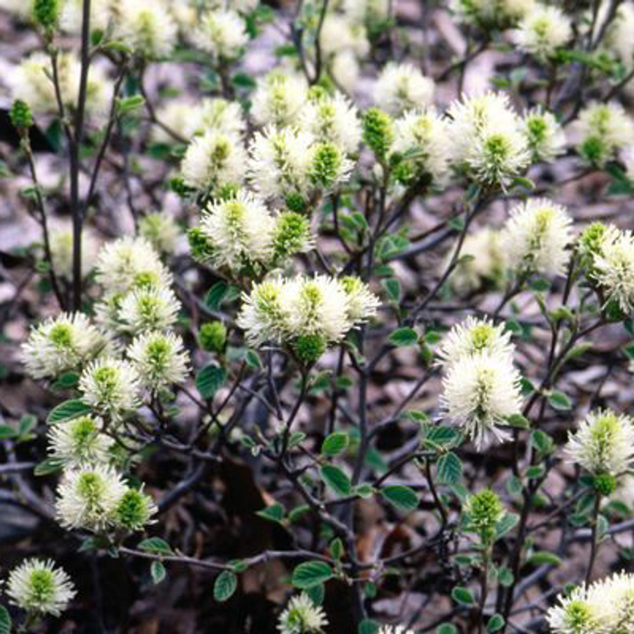 Fothergilla x intermedia Legends of the Fall - Behmerwald Nursery