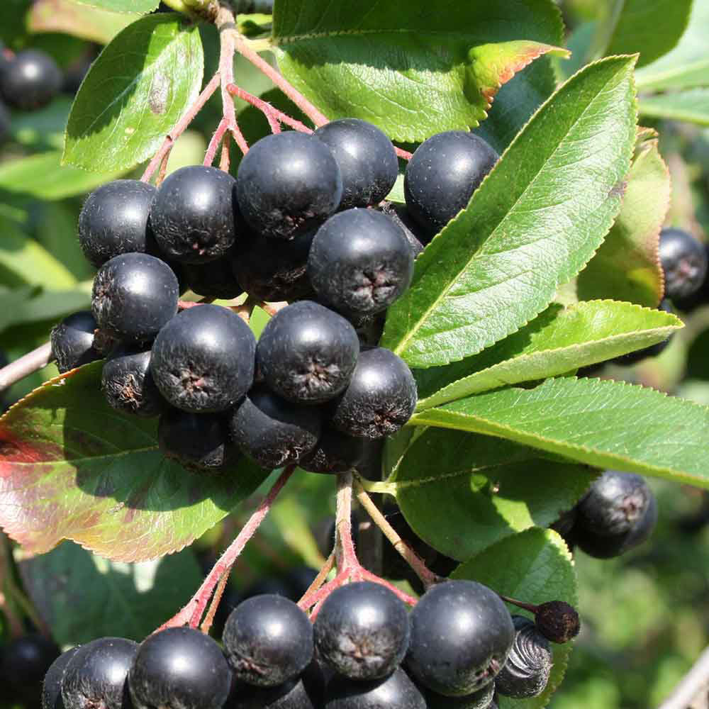 Aronia melanocarpa 'Viking' - Horsford Gardens and Nursery