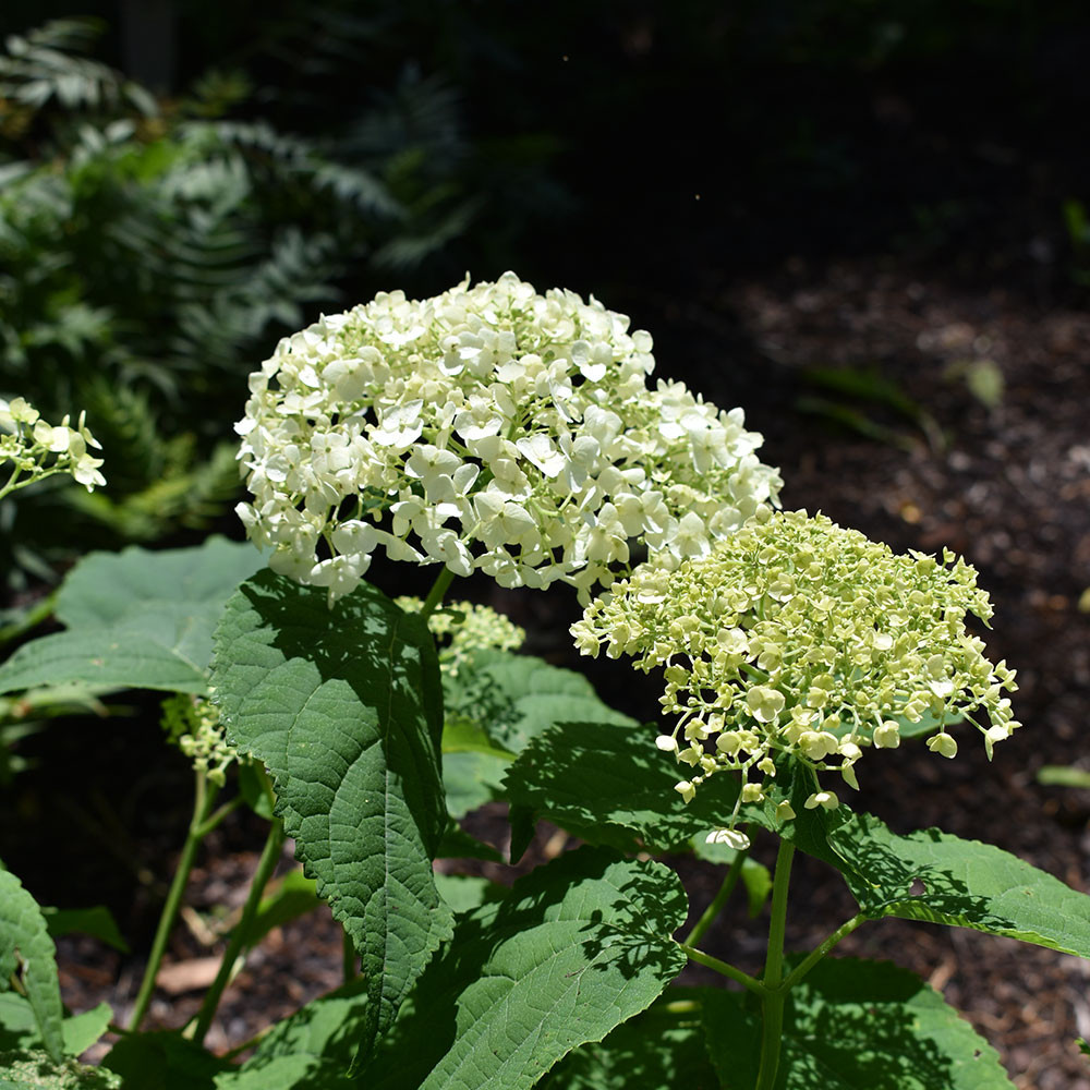 Horsford Nursery Hydrangea arborescens Incrediball
