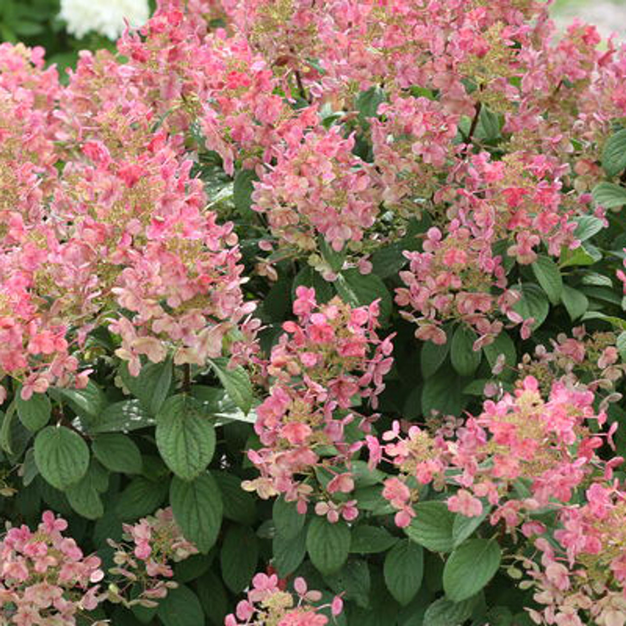 Hydrangea Paniculata Quick Fire Hydrangea Paniculata Quick Fire