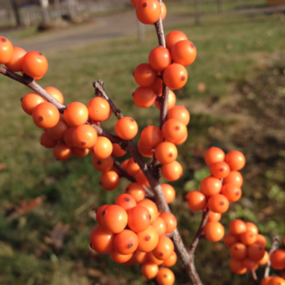 Ilex verticillata 'Afterglow' - Horsford Gardens and Nursery
