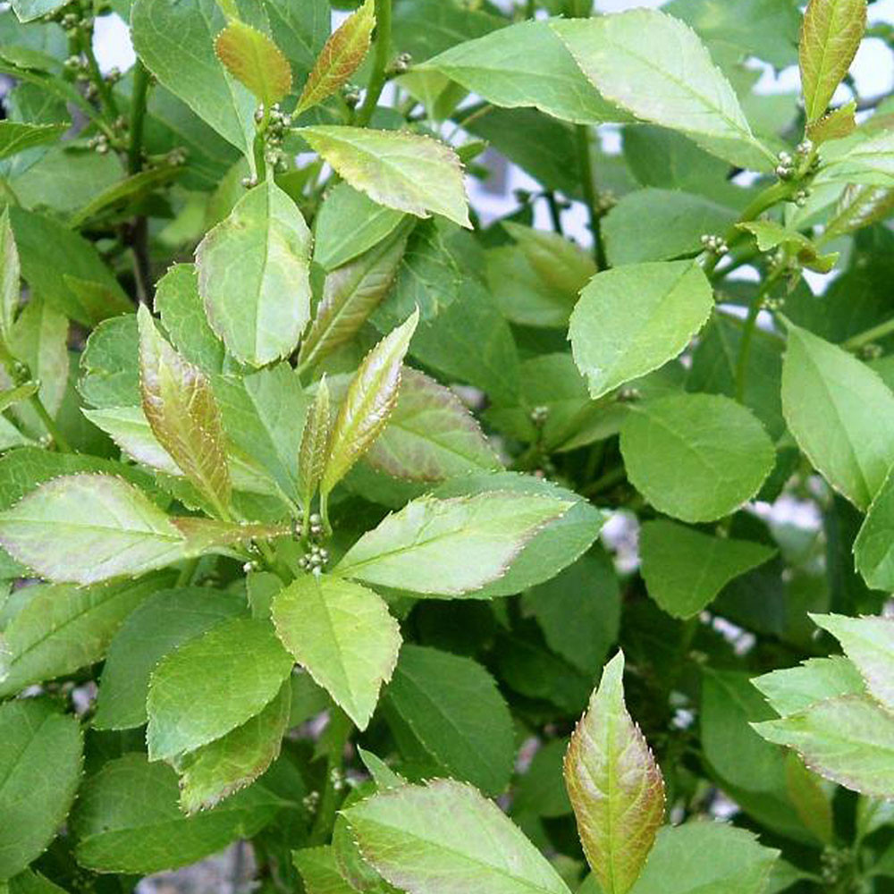 Ilex verticillata 'Jim Dandy' - Horsford Gardens and Nursery
