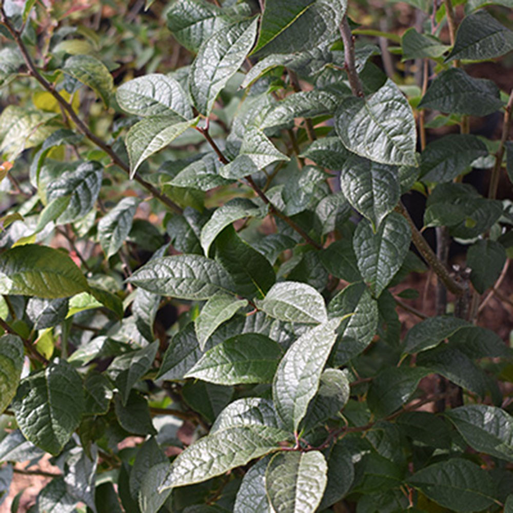 Ilex x verticillata 'Apollo' - Horsford Gardens and Nursery