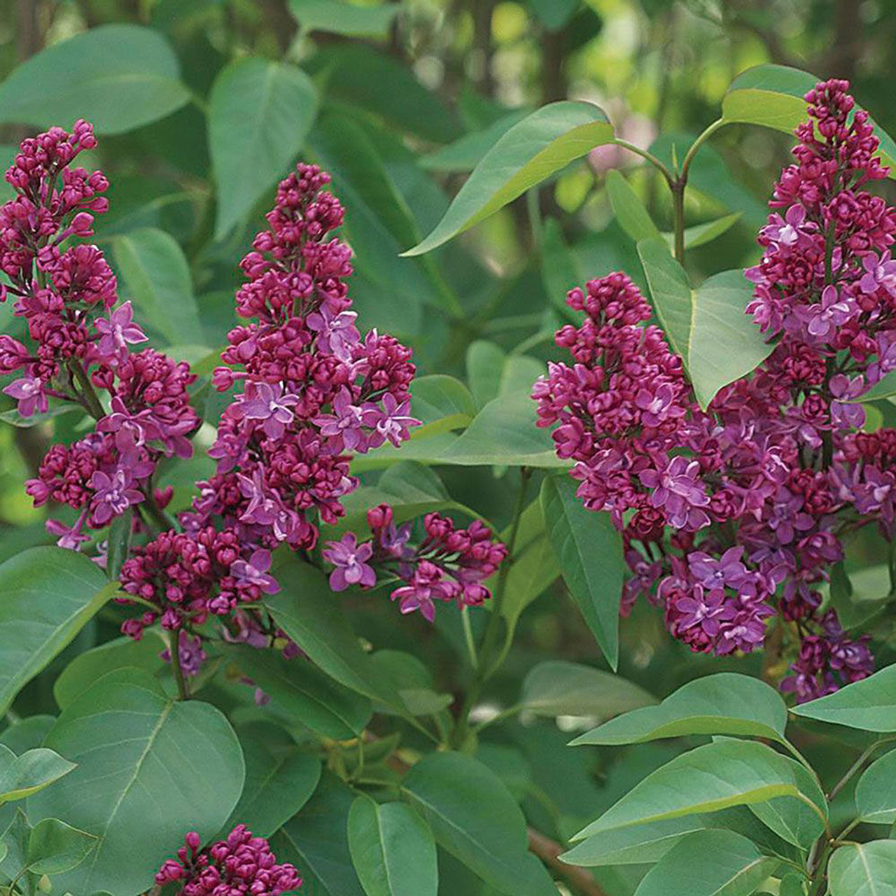 Syringa Vulgaris Charles Joly Horsford Gardens And Nursery Syringa Vulgaris Charles Joly Horsford Gardens And Nursery