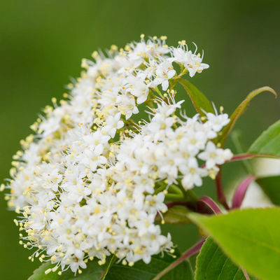 Viburnum lentago 'Homefree' Horsford Gardens and Nursery