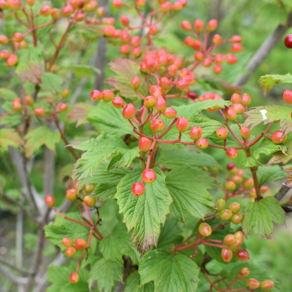 Viburnum trilobum Wentworth - Thumbnail 2